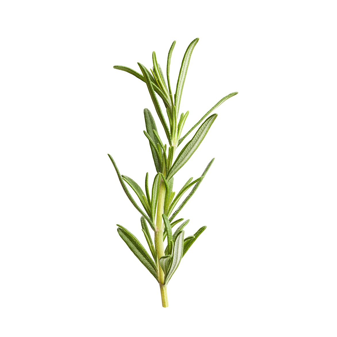 Rosemary PNG Free File Download