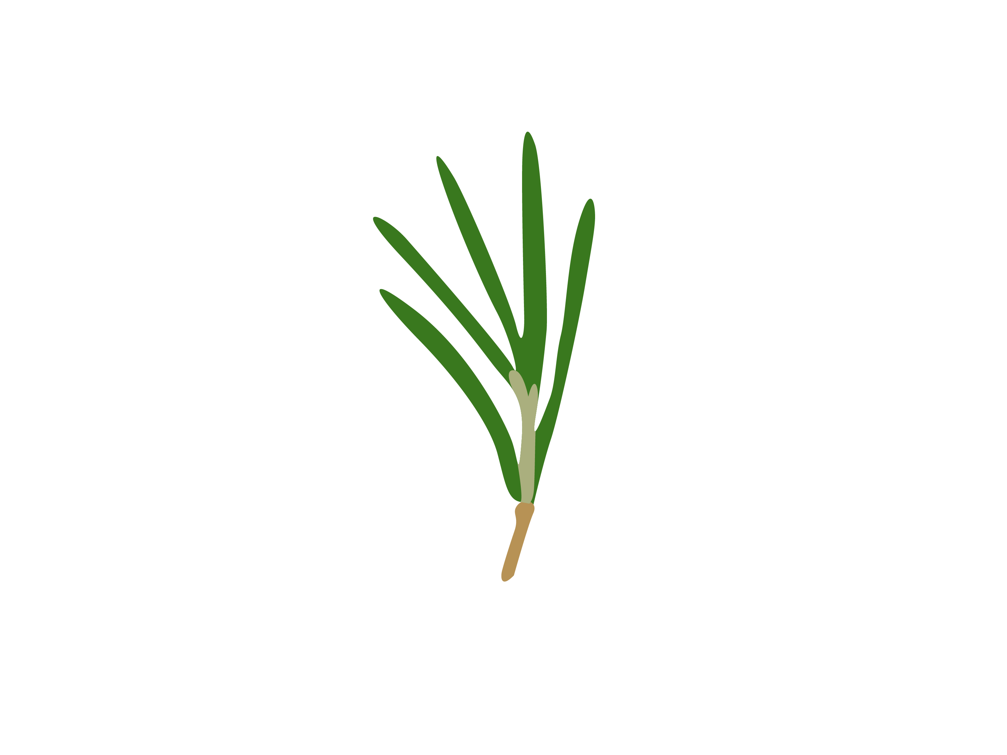 Rosemary PNG Images HD