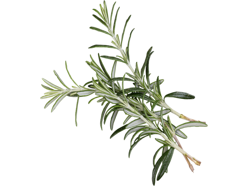 Rosemary PNG Photo Image
