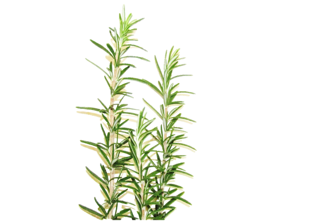 Rosemary PNG Photos