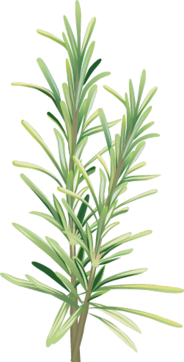 Rosemary Transparent Free PNG