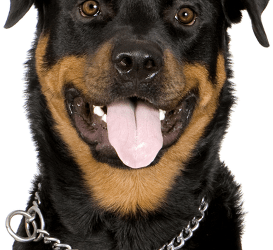 Rottweiler Download Free PNG