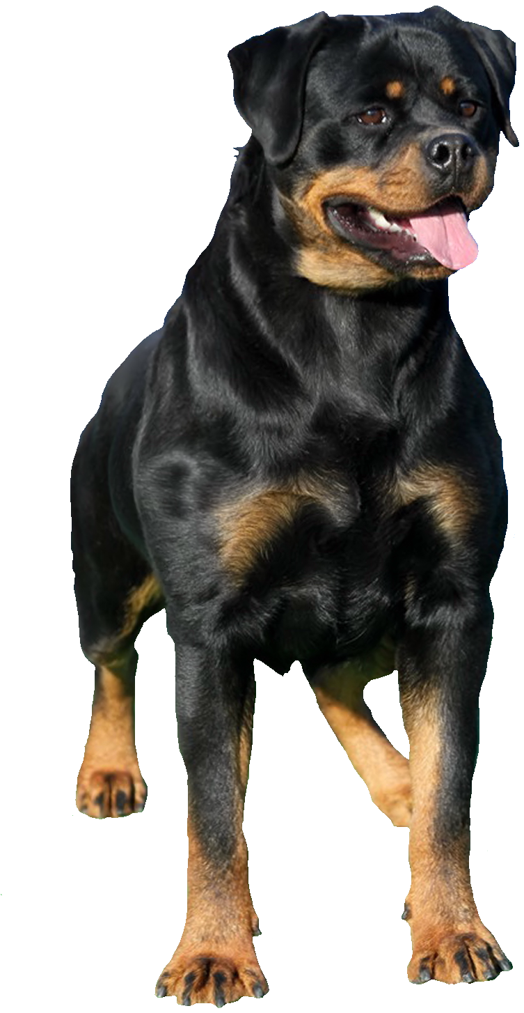 Rottweiler Free PNG