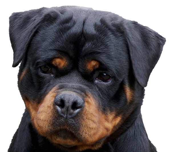 Rottweiler PNG HD Quality
