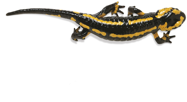Salamanders Free PNG