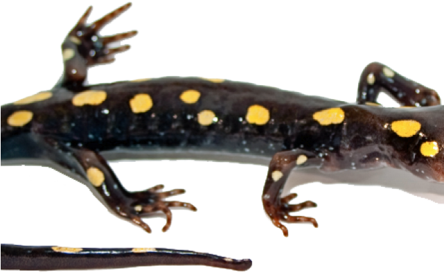 Salamanders No Background