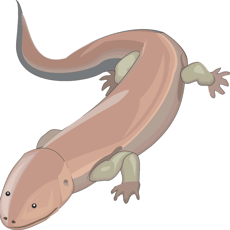 Salamanders PNG Background