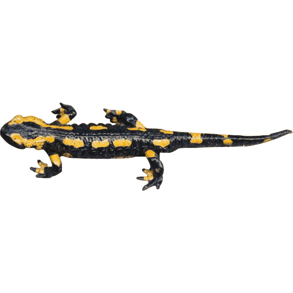 Salamanders PNG HD Quality