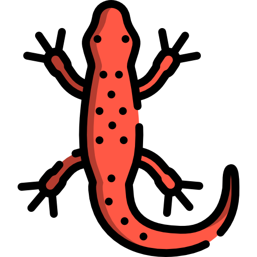 Salamanders PNG Images HD