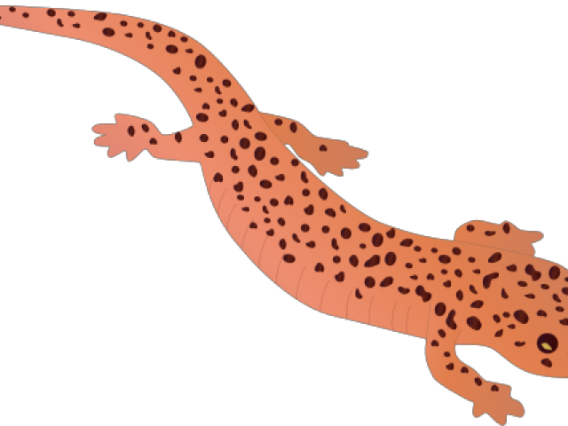 Salamanders PNG Photo Image