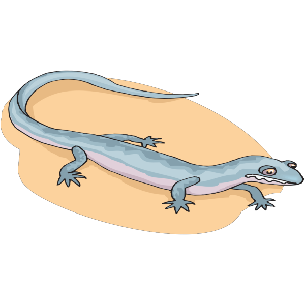 Salamanders PNG Pic Background