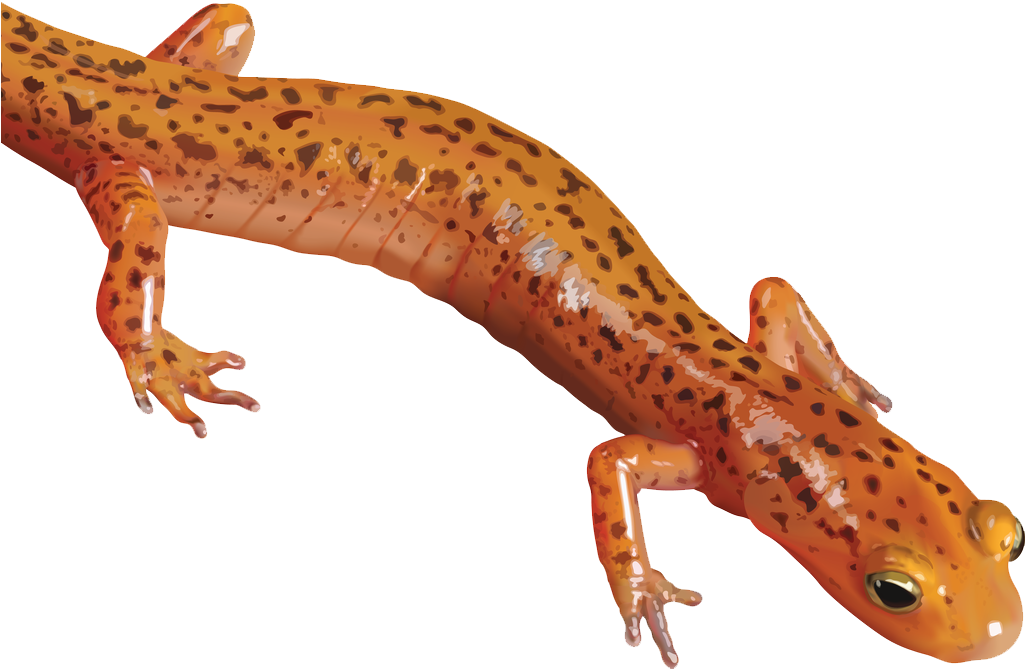 Salamanders Transparent Background