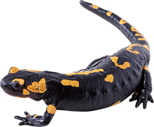 Salamanders Transparent Free PNG