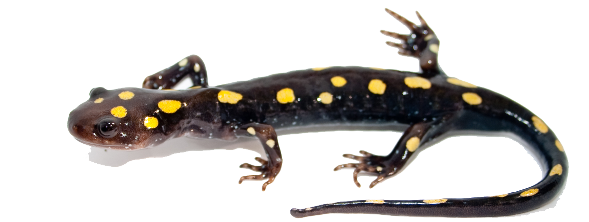 Salamanders Transparent Image