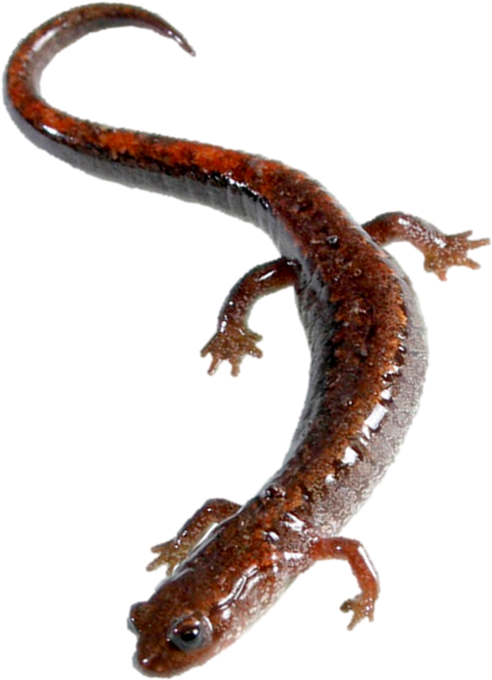Salamanders Transparent Images