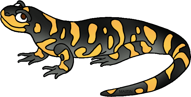 Salamanders Transparent PNG