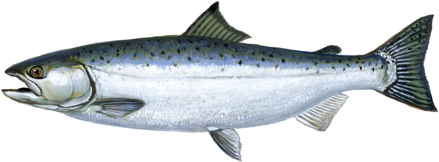 Salmon Fish Background PNG Image