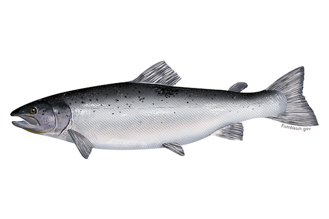 Salmon Fish Download Free PNG