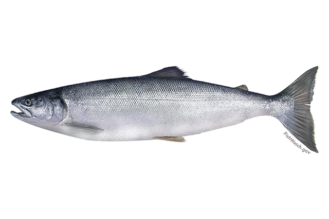 Salmon Fish Free PNG