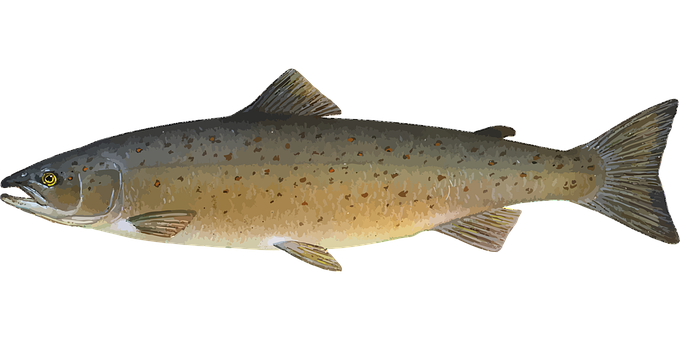 Salmon Fish PNG Background