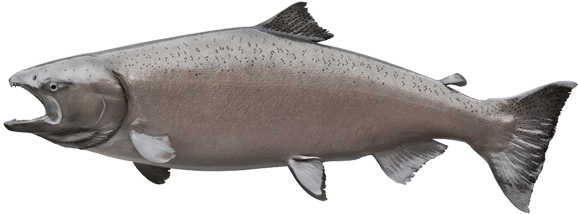 Salmon Fish PNG Free File Download