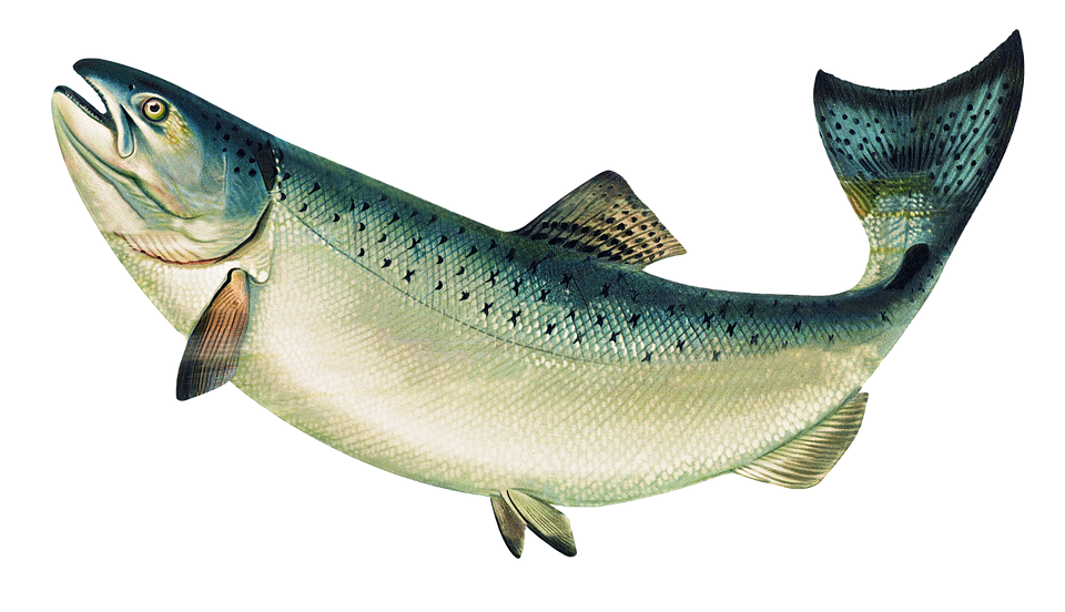 Salmon Fish PNG Photo Image