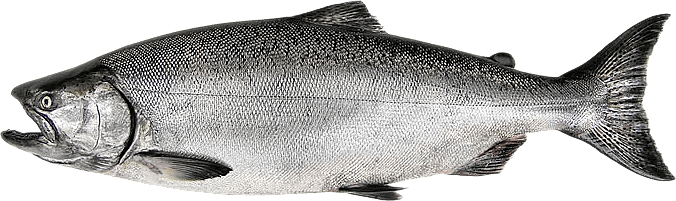 Salmon Fish PNG Photos