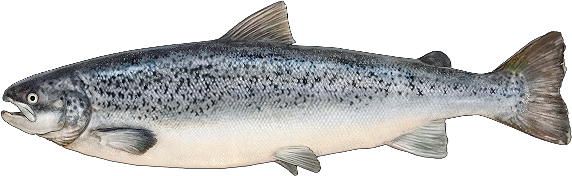 Salmon Fish Transparent File