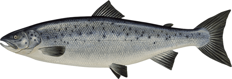 Salmon Fish Transparent Image
