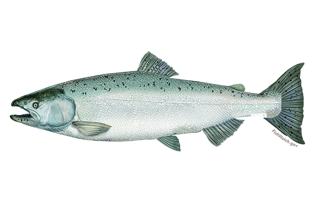 Salmon Fish Transparent Images