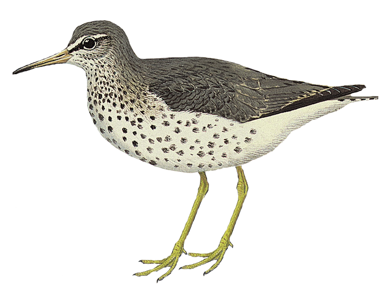 Sandpiper PNG Clipart Background