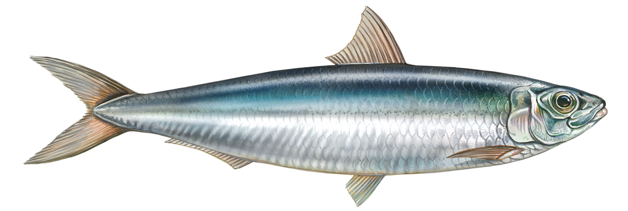 Sardines Transparent Free PNG