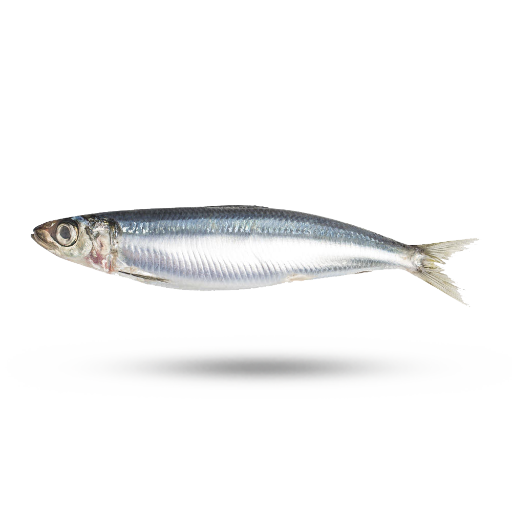 Sardines Transparent Image