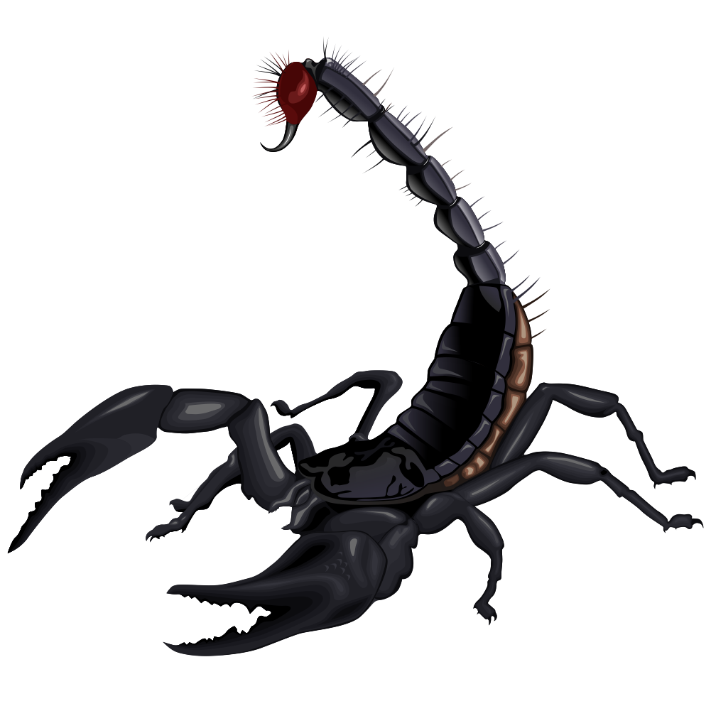 Scorpion Arachnids Background PNG