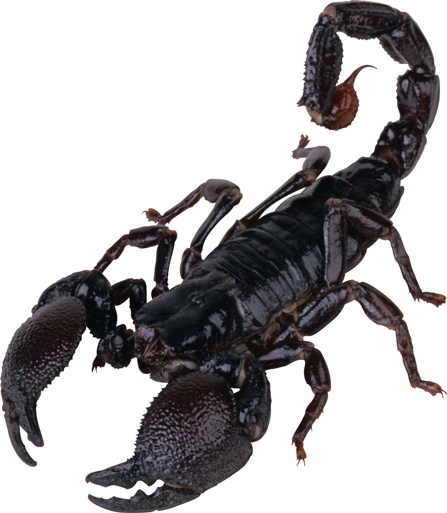 Scorpion Arachnids PNG Background