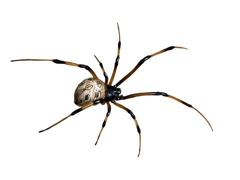 Scorpion Arachnids PNG Clipart Background