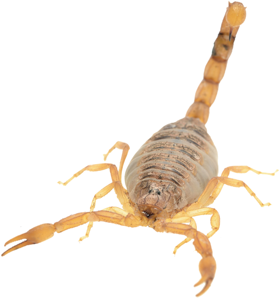 Scorpion Arachnids PNG Pic Background