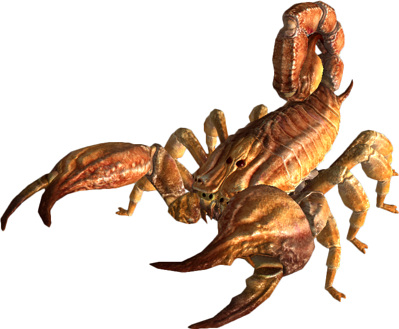 Scorpion Arachnids Transparent Image