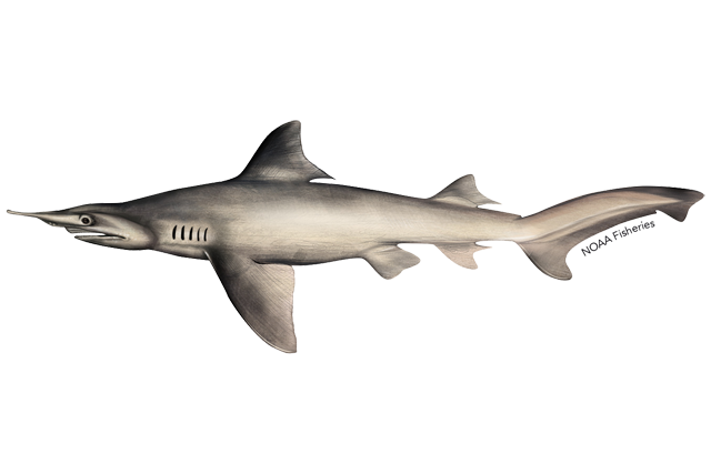 Shark Background PNG