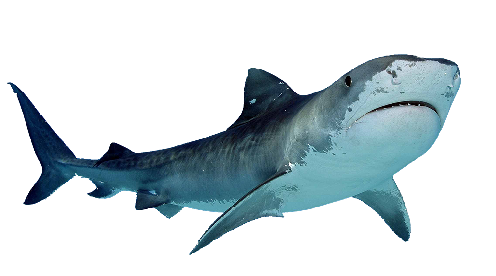 Shark PNG Images HD