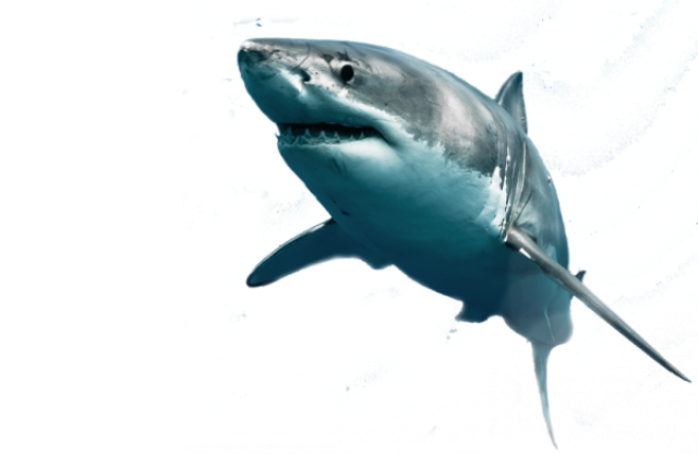 Shark PNG Photo Image