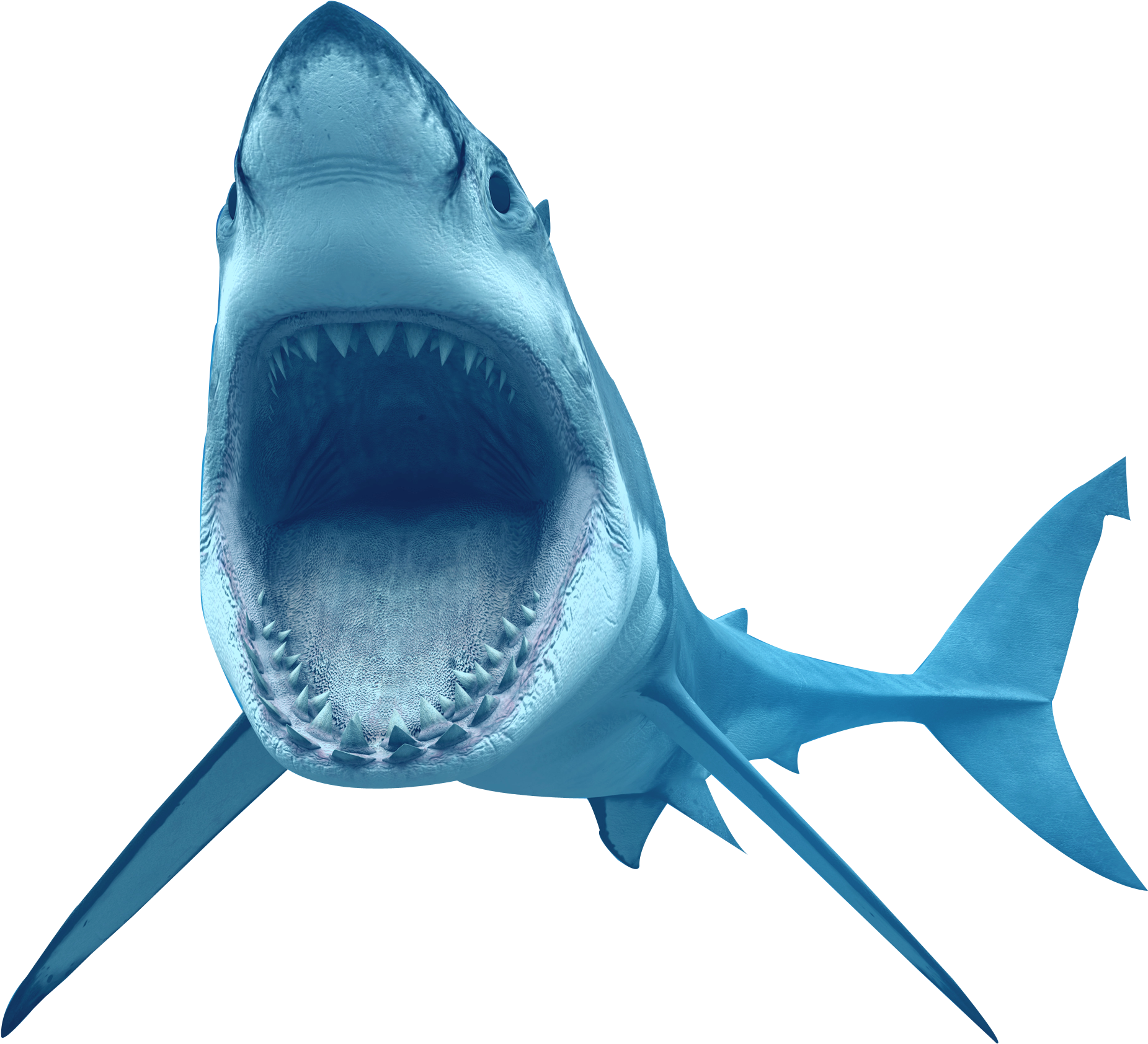 Shark Transparent Background