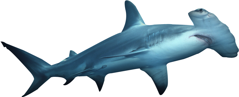 Shark Transparent File