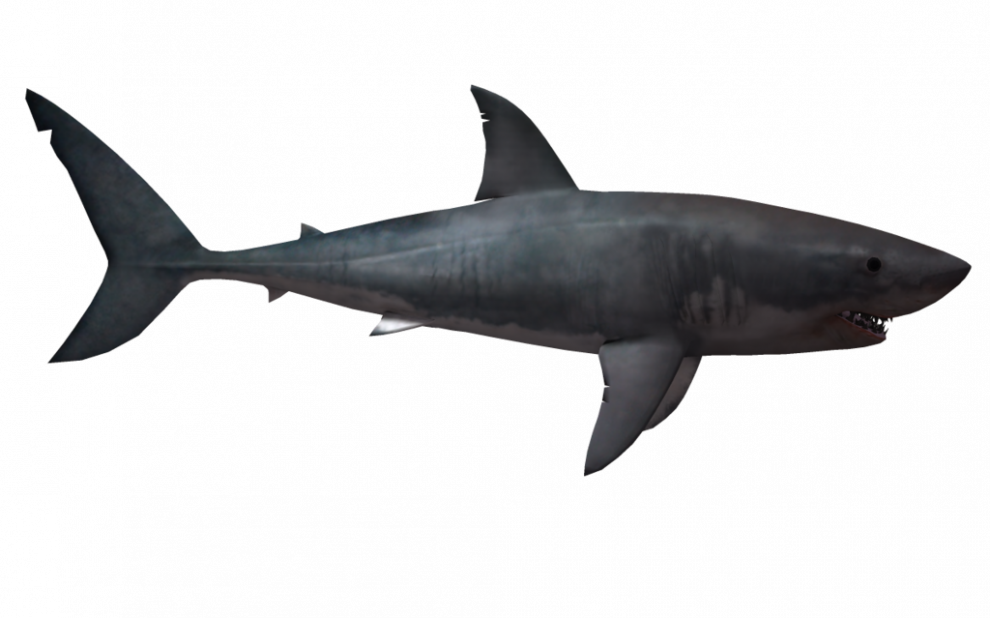 Shark Transparent Images
