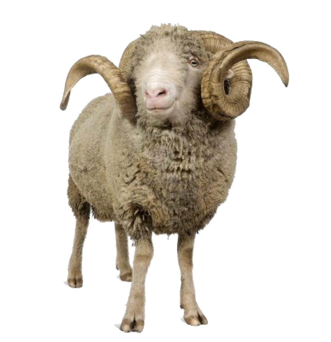 Sheep Background PNG Image