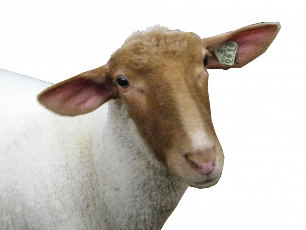 Sheep Background PNG
