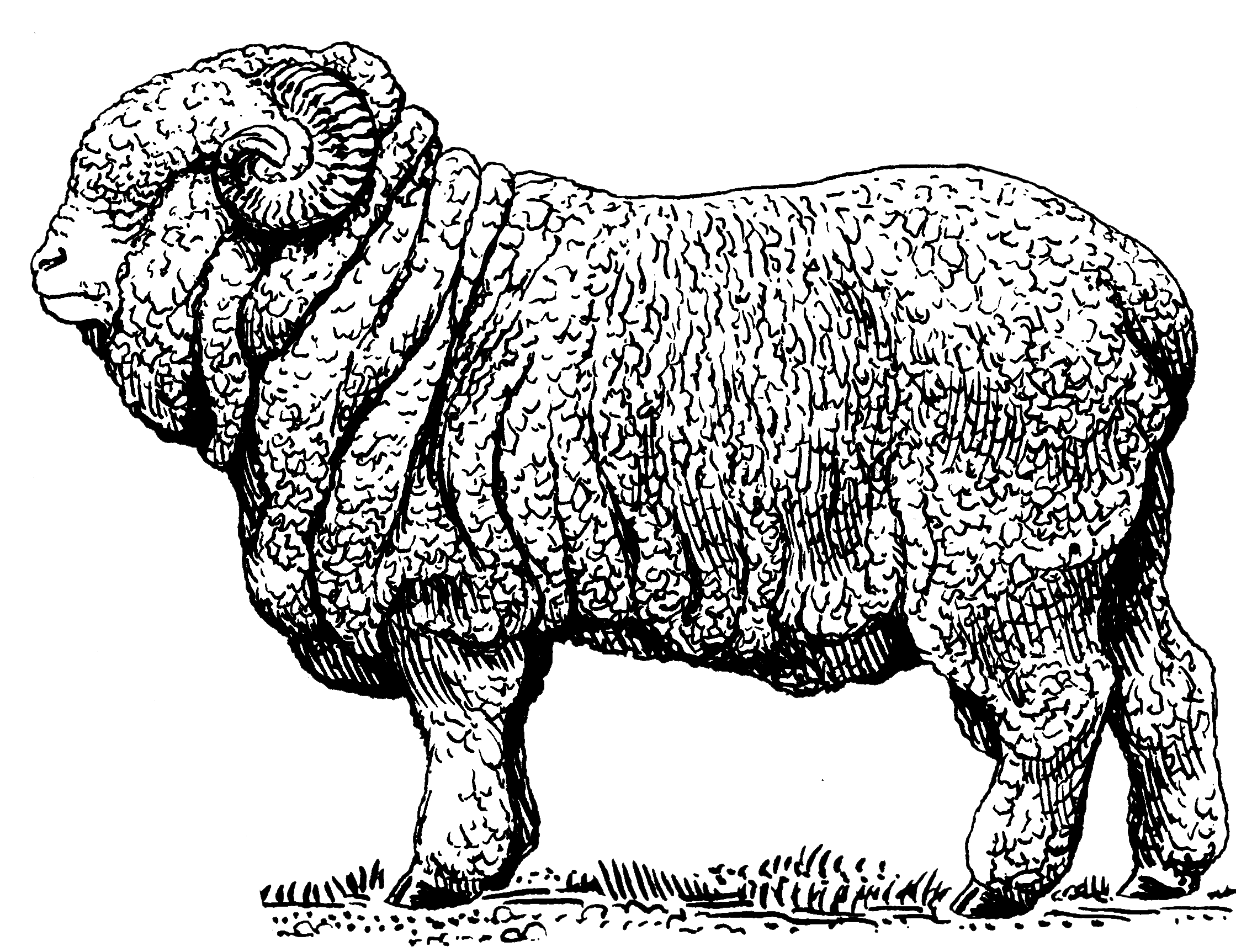 Sheep No Background