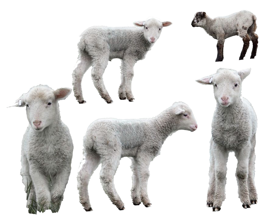 Sheep PNG Background