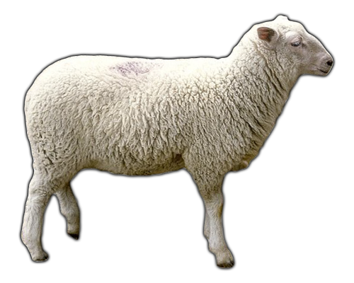 Sheep PNG Clipart Background