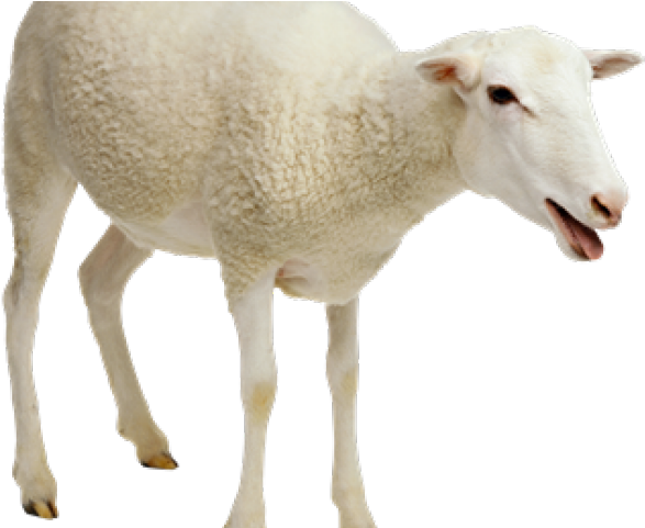 Sheep Transparent Free PNG